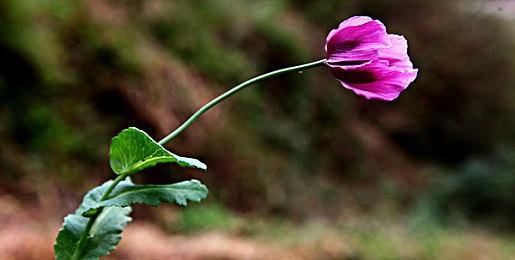 《Muv-Luv》《Muv-Luv AL》3＆28推出Switch版